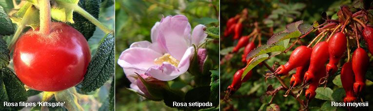 soorten rozen en hun rozenbottels